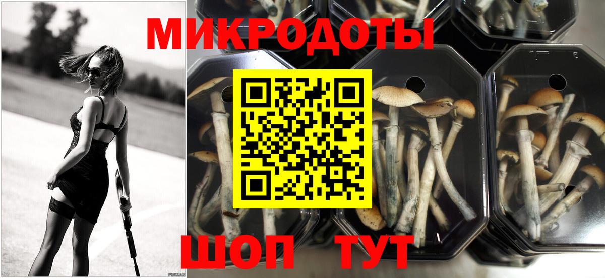 Псилоцибиновые грибы Psilocybe Сосновоборск